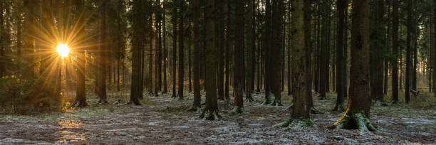 istock morning old spruce forest lightly powdered with early snow with bright sun rays through the branches of the trees. widescreen landscape 15x3 format. late fall 1804581399