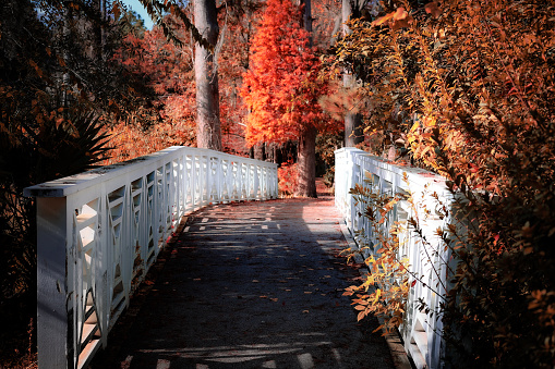 A white bridge in the forest in autumn