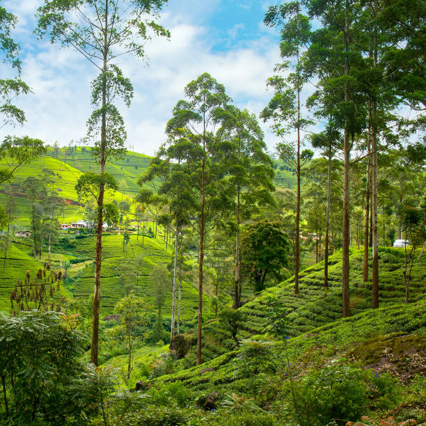 istock tea plantations on the hills. Sri Lanka 1804591336