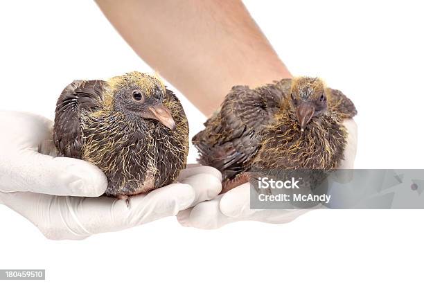 Young Pigeons En Manos Del Veterinario Foto de stock y más banco de imágenes de Adulto - Adulto, Agarrar, Animal