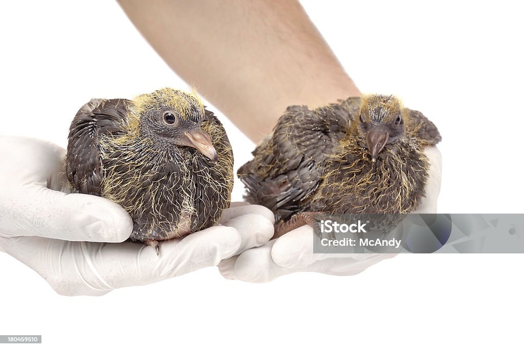Jovem pigeons em mãos do Veterinário - Foto de stock de Adulto royalty-free