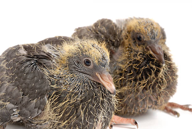 para młodych doves na białym - pigeon young bird zoo air zdjęcia i obrazy z banku zdjęć