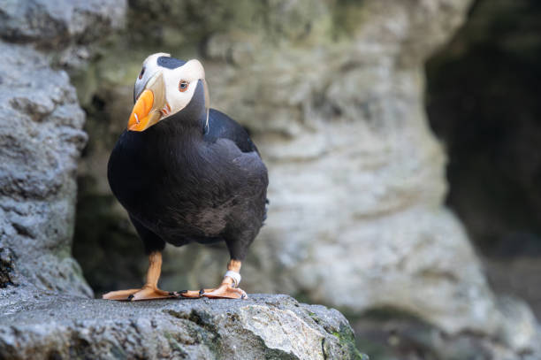istock Tufted Puffin at Seattle Aquarium, Seattle, USA 1804604676