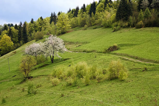 istock Just after raining in Mountains. Beskid, Poland. 180460702