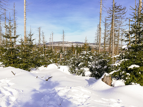 winter landscape with view of the Brocken, the highest peak in the Harz Mountains, Germany