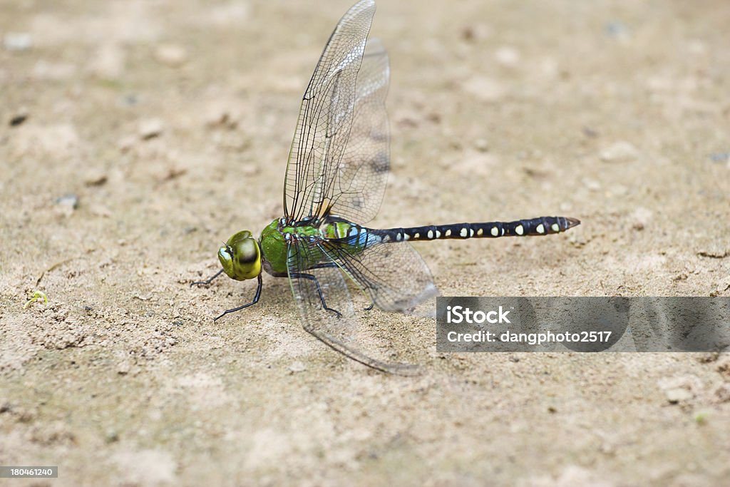 libellule - Photo de Agripper libre de droits