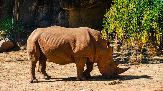 Rhino at Baltimore zoo