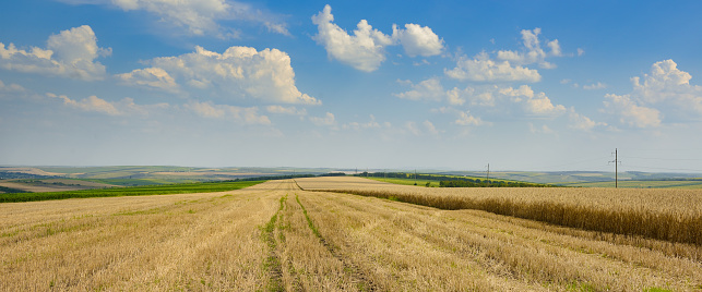 Hay bales in harvested wheat field on a beautiful sunny day