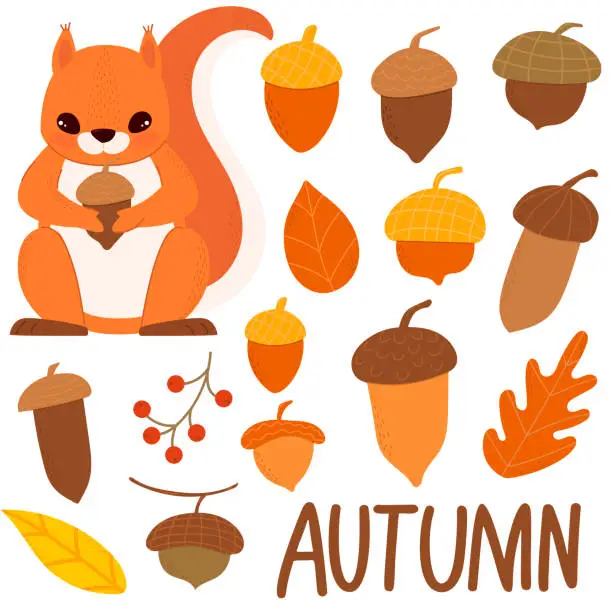 Vector illustration of Set of squirrels and acorns. Autumn theme. Autumn forest. For your design.