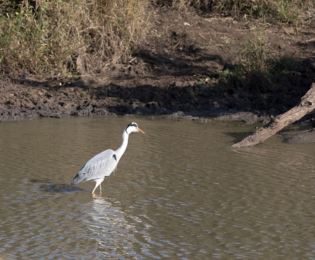 Photo of a grey heron in Southafrica