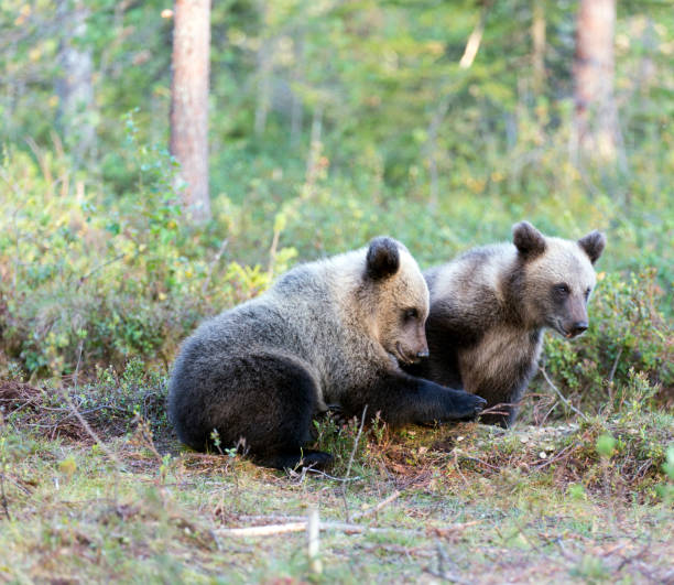 istock A photo of brown bear during summer 1804644945