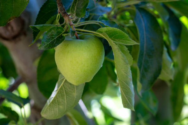 istock Fresh organic apples on apple tree branch, Elmali - Antalya - Turkey 1804649314