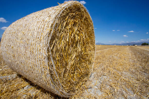 istock Straw bale in the field 1804649835