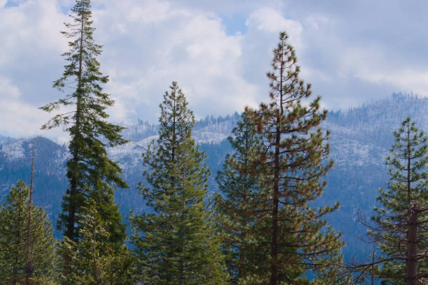 Yosemite, CA, USA, April, 12, 2023: Big pine trees in the Snowy Mountains.
