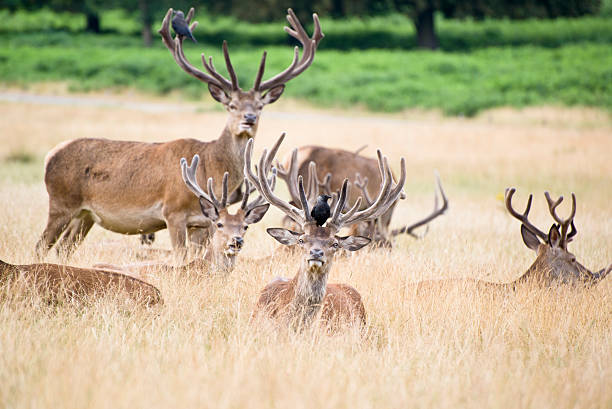 istock Red deer stag herd in Summer field landscape 180465127