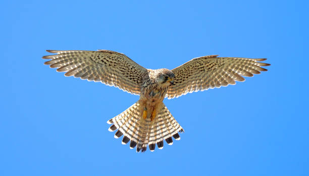 Close up of Kestrel in flight hovering
