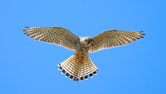 Hawks in Dubai desert - United Arab Emirates