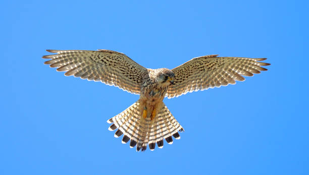Close up of Kestrel in flight hovering Close up of Kestrel in flight hovering portrait of common kestrel falco tinnunculus a bird of prey stock pictures, royalty-free photos & images