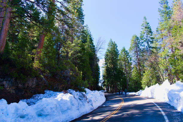 istock Giant Sequoias Trees in the Mariposa Grove 1804659148