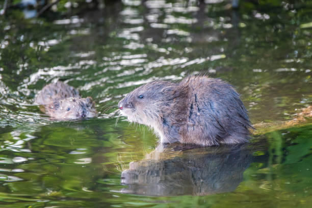 istock Two Wild animals, Muskrat, Ondatra zibethicuseats, eats on the river bank 1804659154