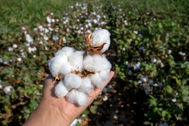 istock Cotton field agriculture (Turkey Izmir Foca) 1804664768