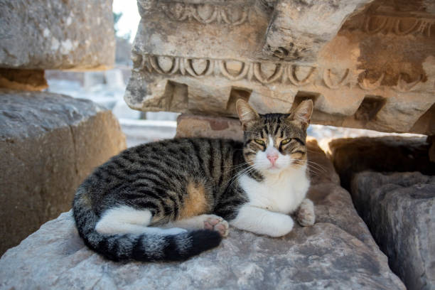 istock Ephesus Ancient city and cat, Izmir / Turkey 1804665331
