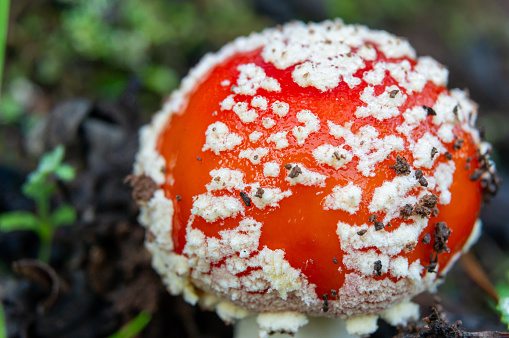 Autumnal Enchantment: Macro Detail of Amanita Muscaria on the Forest Floor.