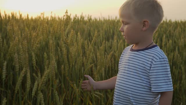 A boy walks past a wheat field during sunset and touches the ears of wheat
