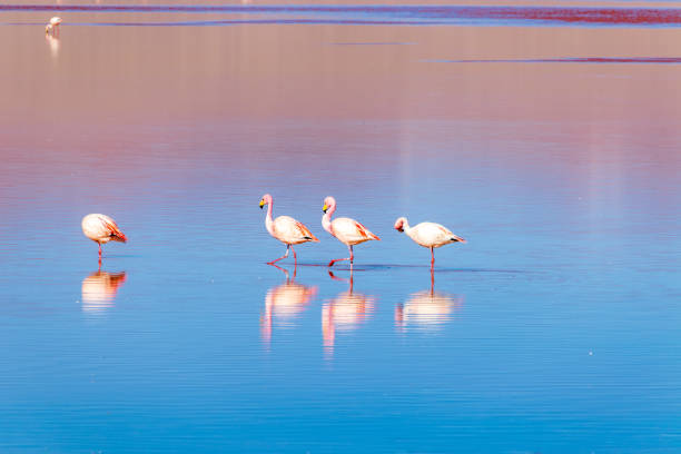 Flamingos in Laguna Colorada, Bolivia.