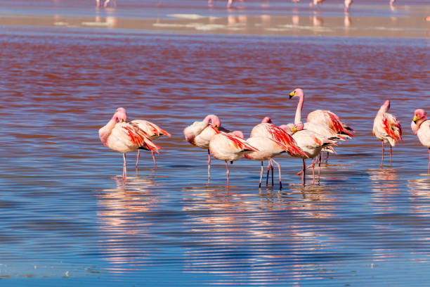 istock Flamingos in Laguna Colorada, Bolivia. 1804668745