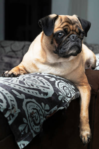 istock BEAUTIFUL PUG  POSING, DOG LIFESTYLE 1804672007