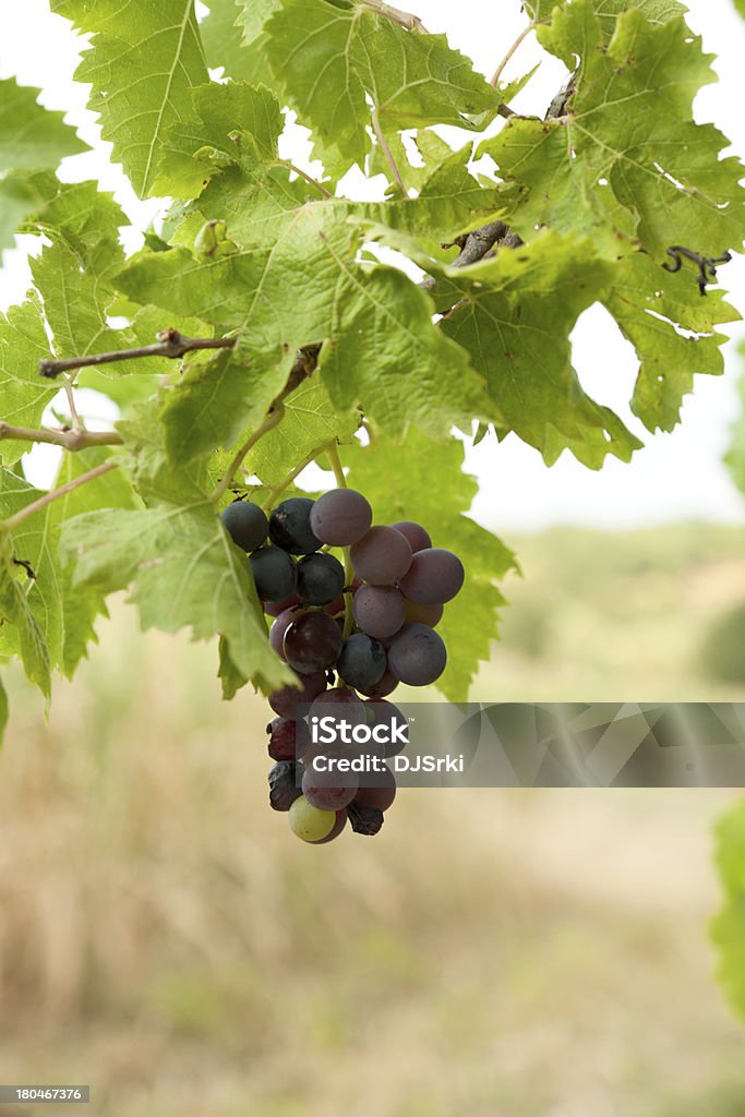 Uvas para vinho - Royalty-free Agricultura Foto de stock