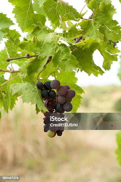 Uvas Para Vinho - Fotografias de stock e mais imagens de Agricultura - Agricultura, Ao Ar Livre, Bebida