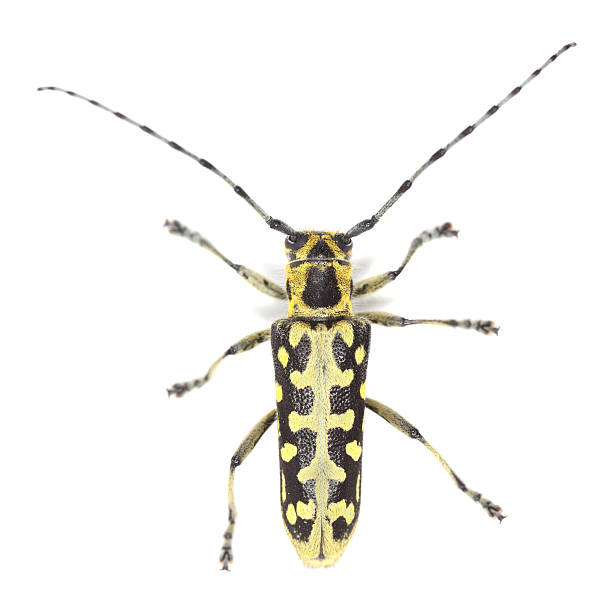 istock Ladder-marked long horn beetle, Saperda scalaris isolated on white background 180467575