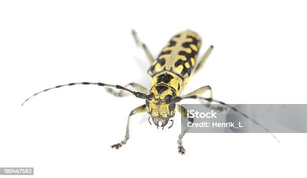 Photo libre de droit de Échellemarquée Long Horn Coléoptère Saperda Scalaris Isolé Sur Fond Blanc banque d'images et plus d'images libres de droit de Animal invertébré