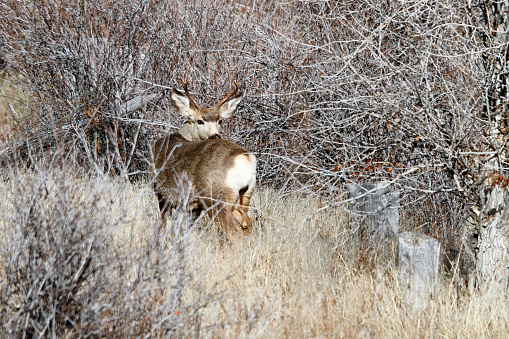 Mule Deer Buck in East Central Idaho.