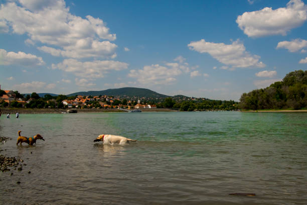 Dog in the riverbank of Danube at Szentendre in Hungary