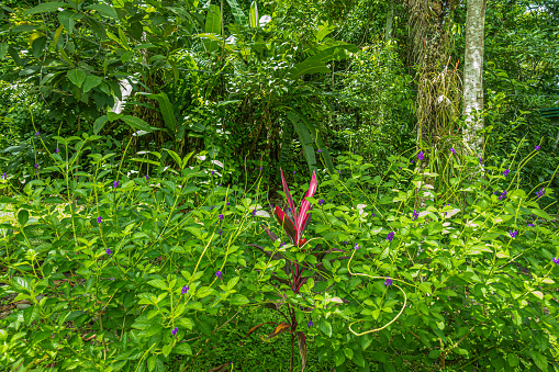 Costa Rica, Parque Nacional Carara - July 22, 2023: Bright red-purple Cordyline plant set in green foliage