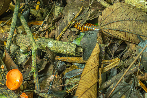 Costa Rica, Parque Nacional Carara - July 22, 2023: Jungle floor, closeup of orange cup fungi and orange-brown centipede on brown wet dead wood and some green foliage