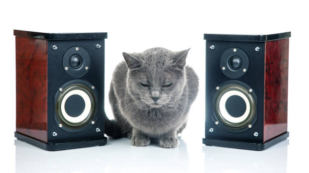 istock Gray cat sits between two audio stereo speakers on a white background 1804702409