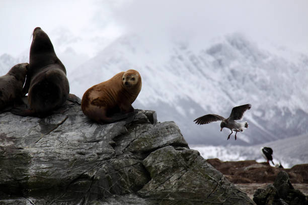 istock Two-haired sea lions and bird in flight 1804708294