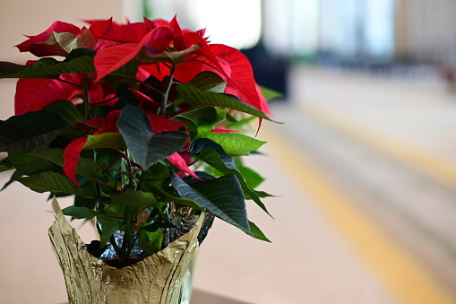 Beautiful poinsettia in wicker pot, gifts and space for text on blurred holiday decoration background. Traditional Christmas star flower