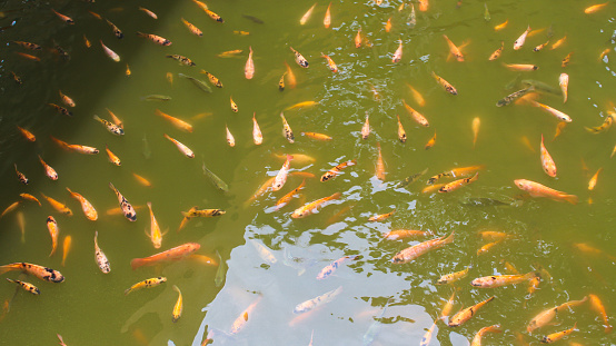 goldfish pond in a park