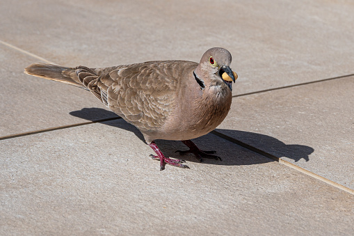Collard dove, Streptopelia decaocto, eating a peanut, Fuerteventura, Spain