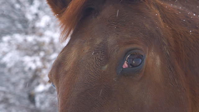 PORTRAIT, CLOSE UP: Pedestal shot of a wonderful brown horse during the snowfall