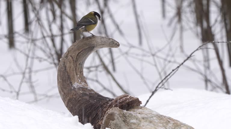 Great tit (Parus major) and bison skull in winter