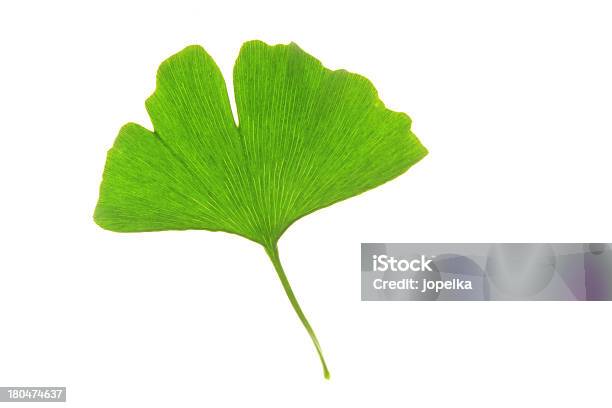 Ein Blatt Von Ginkgo Tree Stockfoto und mehr Bilder von Alternative Medizin - Alternative Medizin, Baum, Blatt - Pflanzenbestandteile