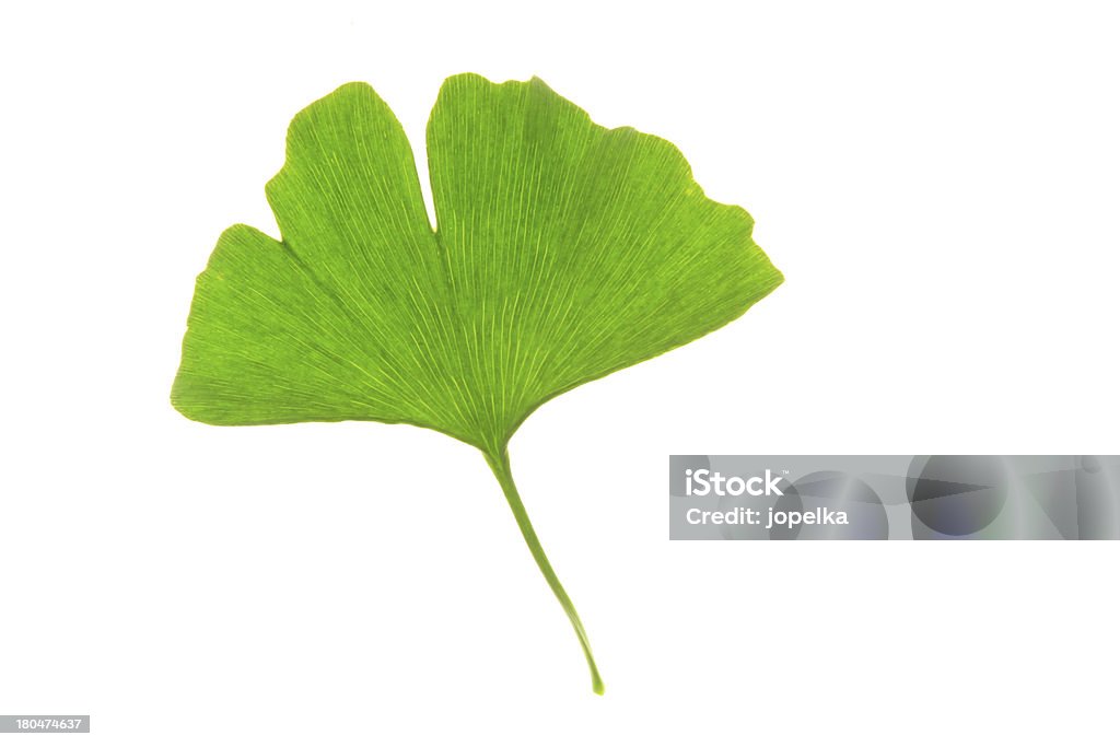 Une feuille de Ginkgo biloba - Photo de Arbre libre de droits