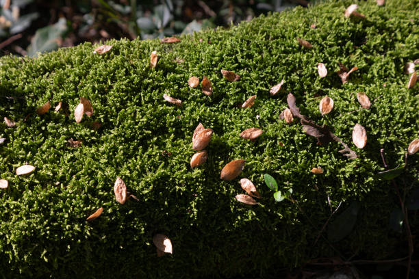 Trunk with musk and dry leaves in the forest, Arzo, Ticino, Switzerland