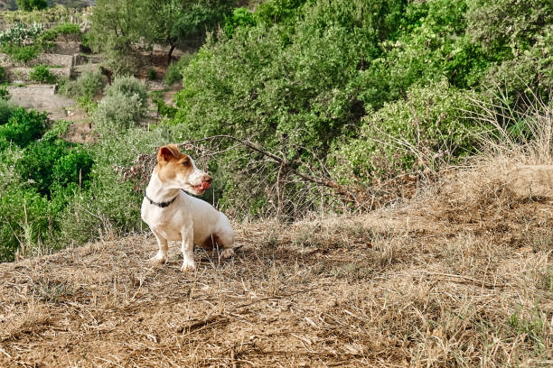 istock Small cute Jack Russell Terrier spending time outdoors with his owner in scenic mountain nature. 1804791367